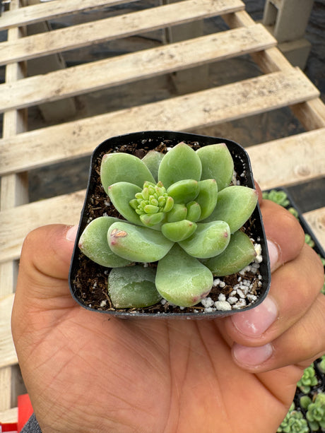 64-Pack 2” Sedeveria ‘Shangri La’ - Sedeveria hybrid