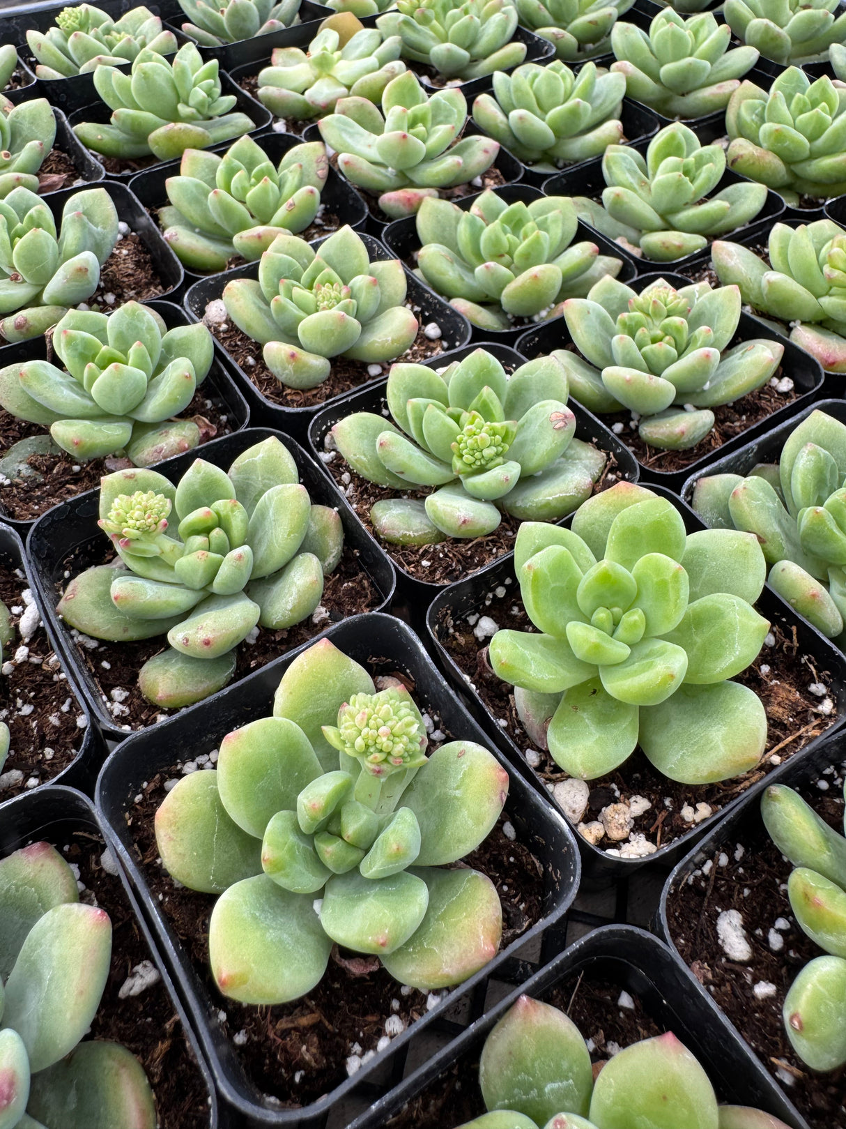 64-Pack 2” Sedeveria ‘Shangri La’ - Sedeveria hybrid