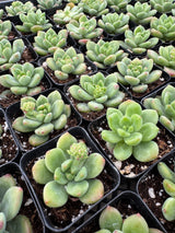 64-Pack 2” Sedeveria ‘Shangri La’ - Sedeveria hybrid