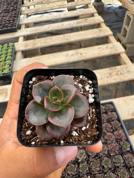 64-Pack 2” Echeveria ‘Melaco’ - Echeveria hybrid