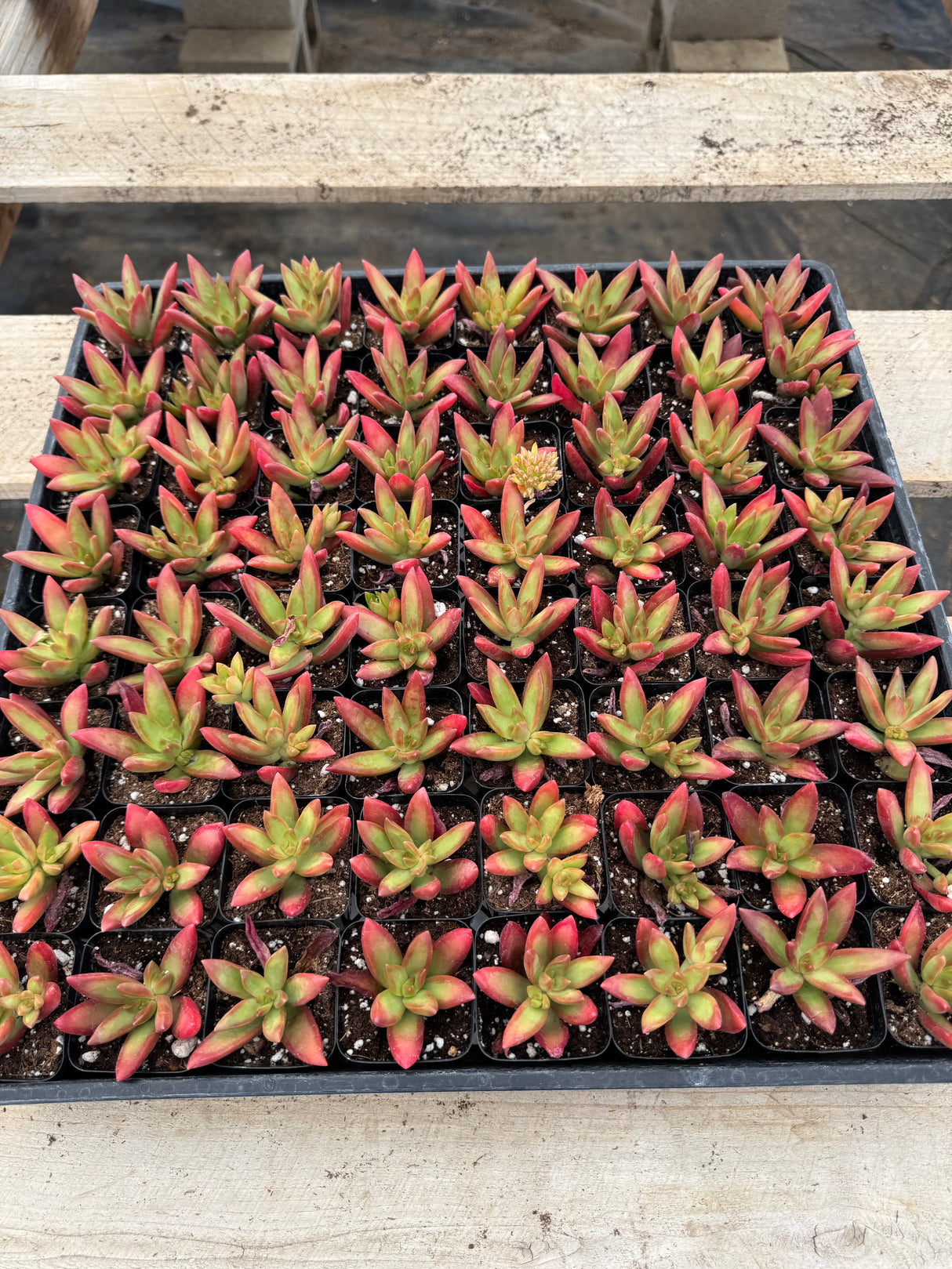 64-Pack 2” Sedum adolphi - ‘Firestorm’