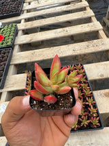 64-Pack 2” Sedum adolphi - ‘Firestorm’