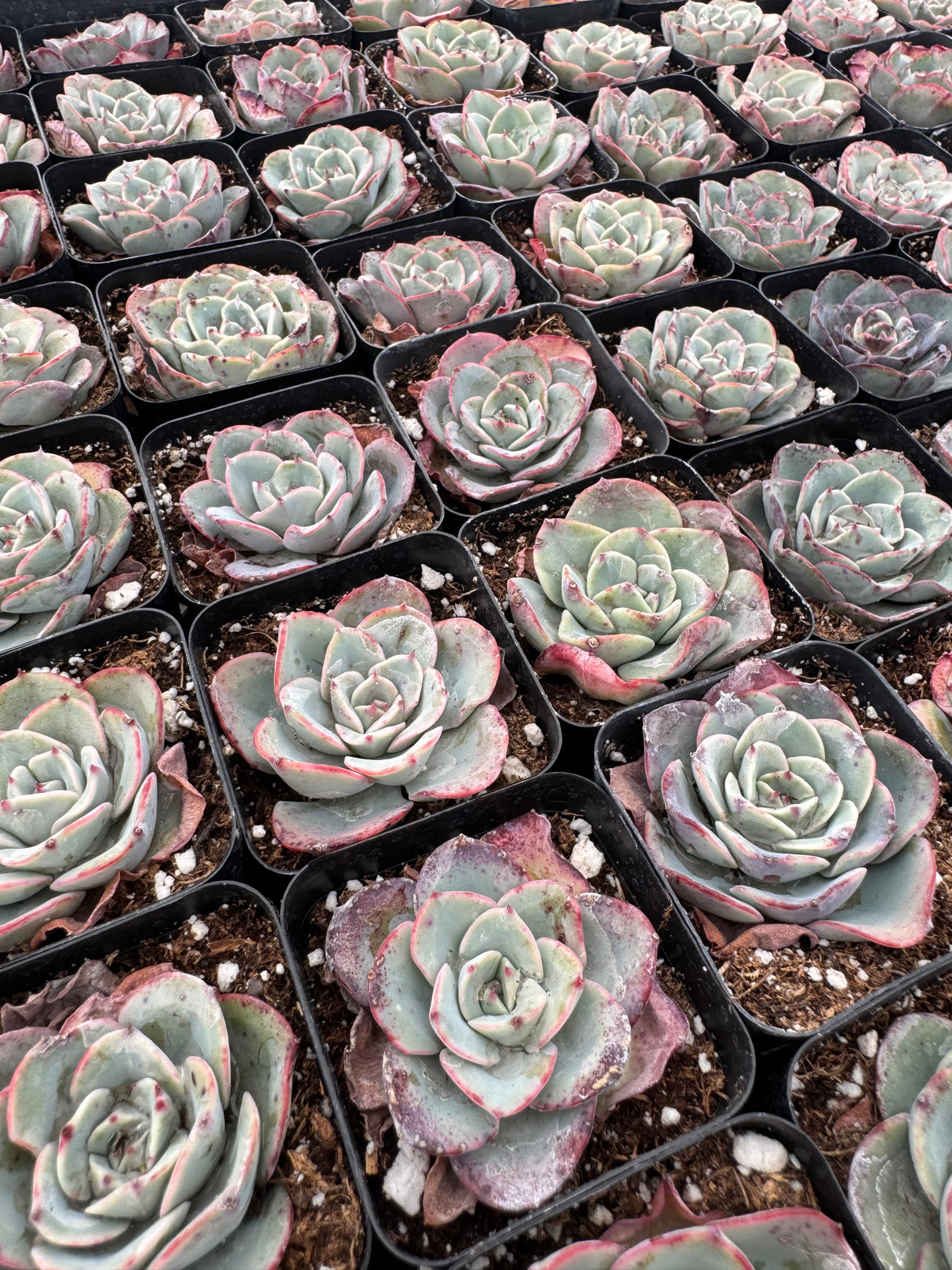 64-Pack 2” Echeveria ‘Atlantis’ - Echeveria hybrid