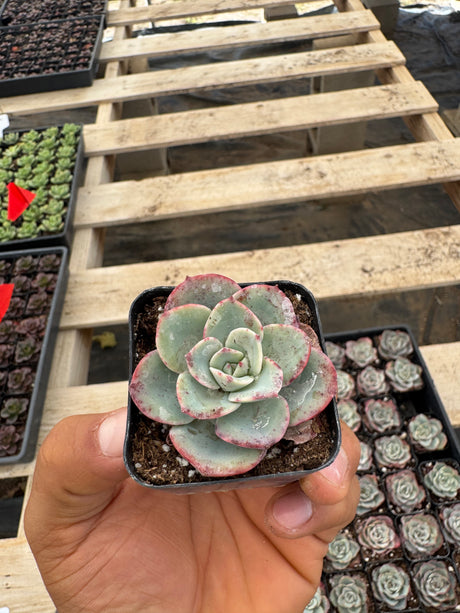 64-Pack 2” Echeveria ‘Atlantis’ - Echeveria hybrid