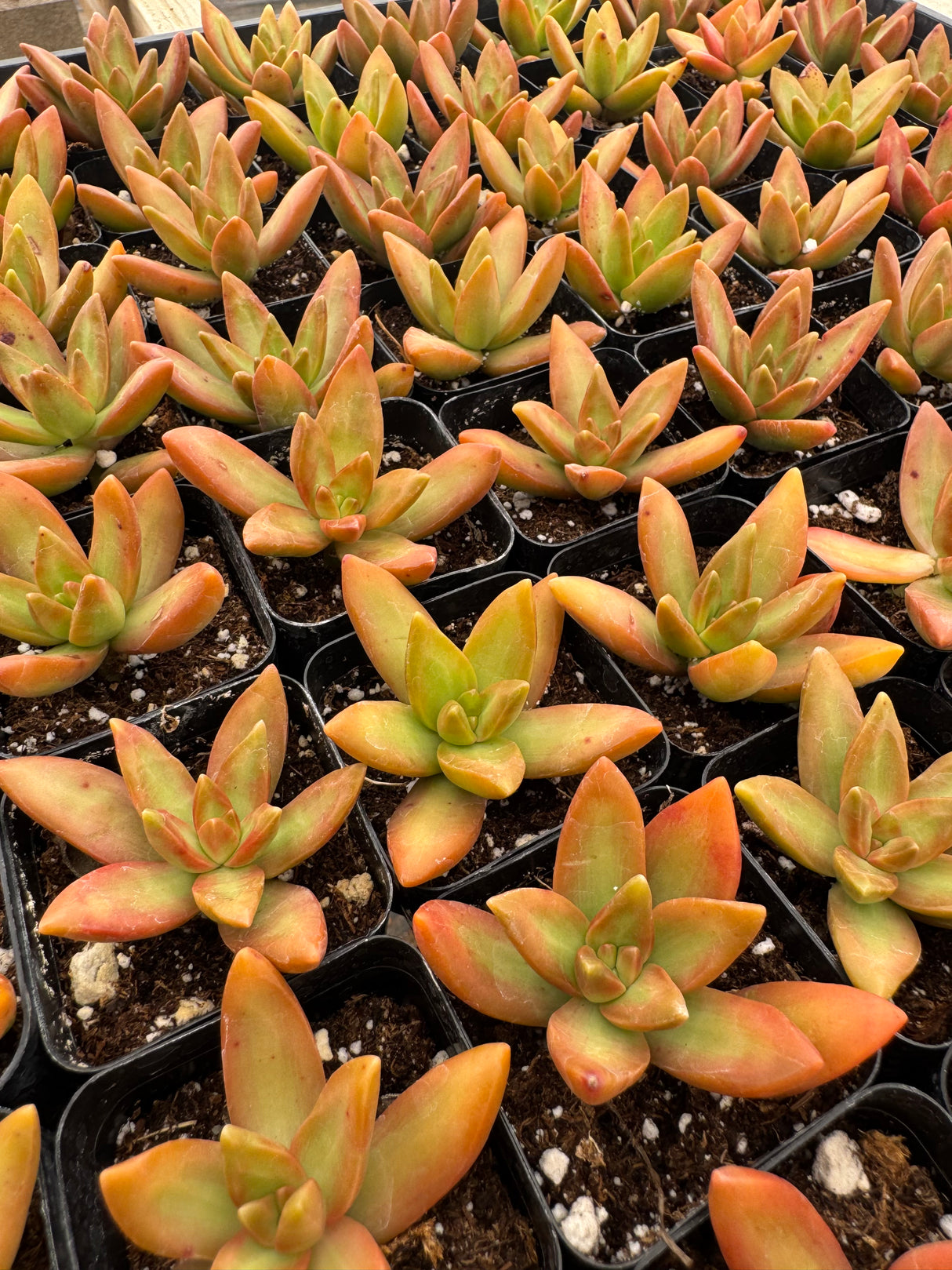 64-Pack 2” Coppertone Stonecrop - Sedum nussbaumerianum