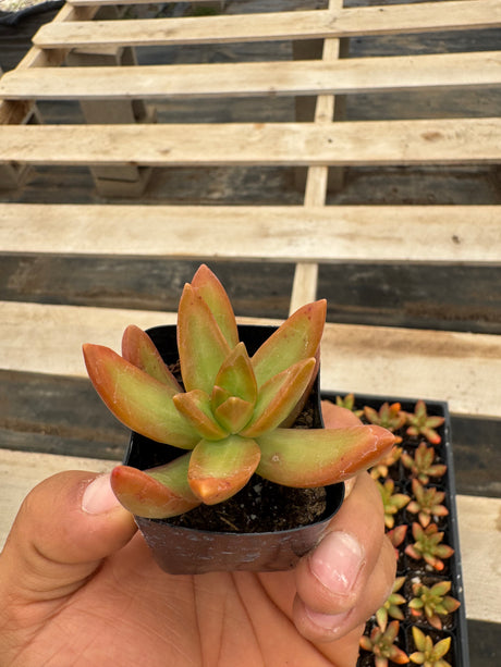 64-Pack 2” Coppertone Stonecrop - Sedum nussbaumerianum