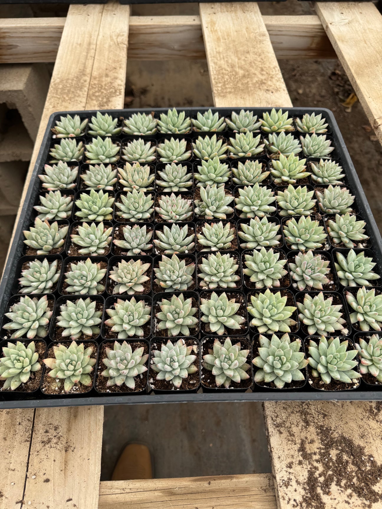 2 inch Sedeveria Blue Burrito from Cactus Warehouse