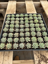 64-Pack 2” Sedeveria - ‘Blue Burrito’