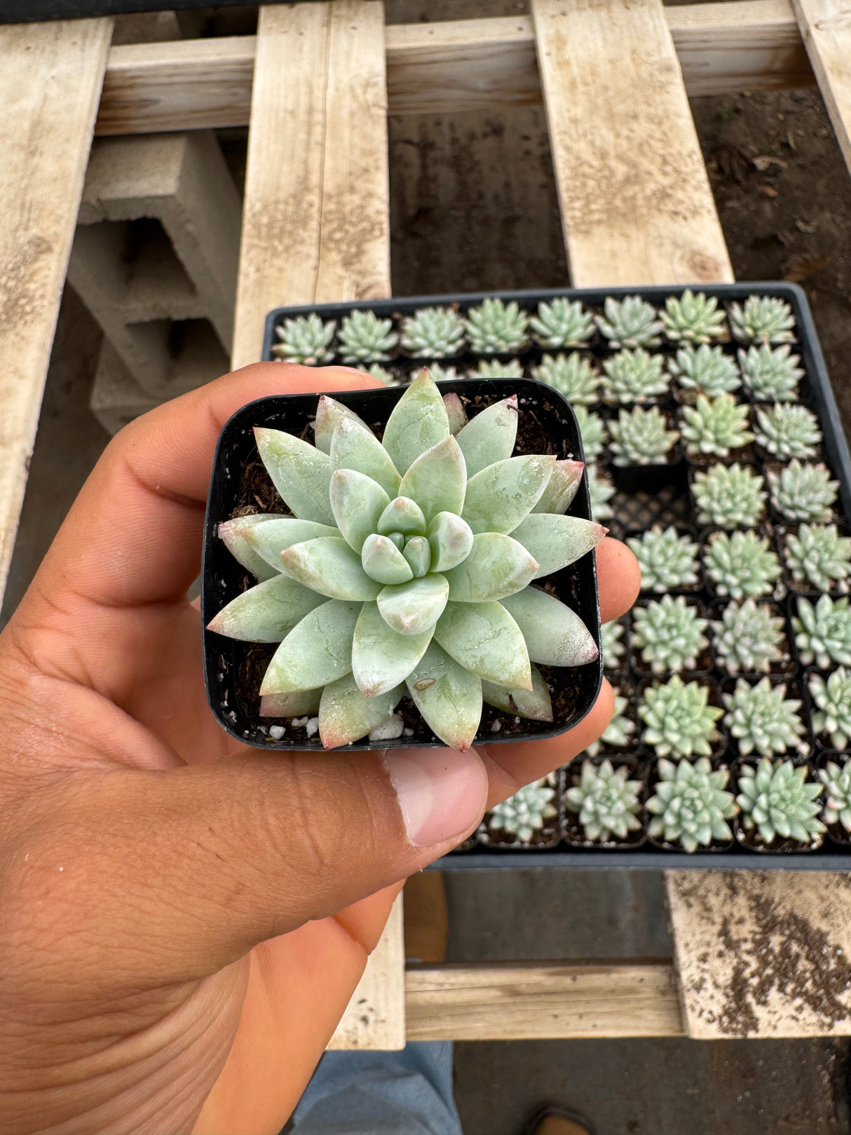 64-Pack 2” Sedeveria - ‘Blue Burrito’