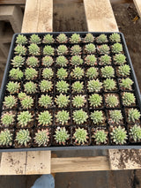 64-Pack 2” Sedeveria ‘Harry Butterfield’ - Sedeveria hybrid