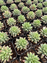 64-Pack 2” Sedeveria ‘Harry Butterfield’ - Sedeveria hybrid