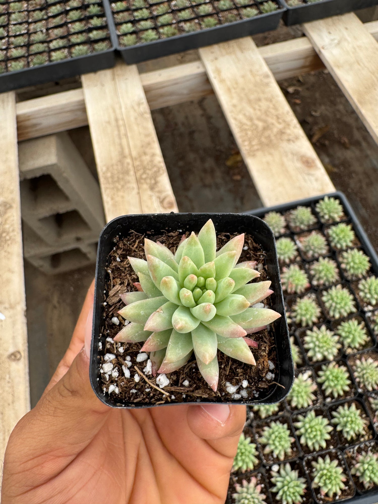 harry butterfield succulent 64-Pack 2” Sedeveria 'Harry Butterfield'