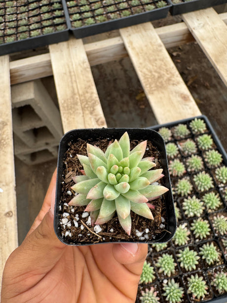 64-Pack 2” Sedeveria ‘Harry Butterfield’ - Sedeveria hybrid