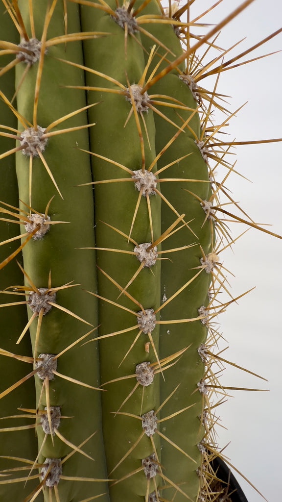 Argentine Saguaro, Echinopsis terscheckii, Trichocereus terscheckii,Cardon Grande | Cactus Warehouse | Exotic Cacti Collection & Quality Desert Plants