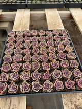 64-Pack 2” Echeveria ‘Red Sky’ - Echeveria hybrid