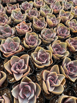 64-Pack 2” Echeveria ‘Red Sky’ - Echeveria hybrid