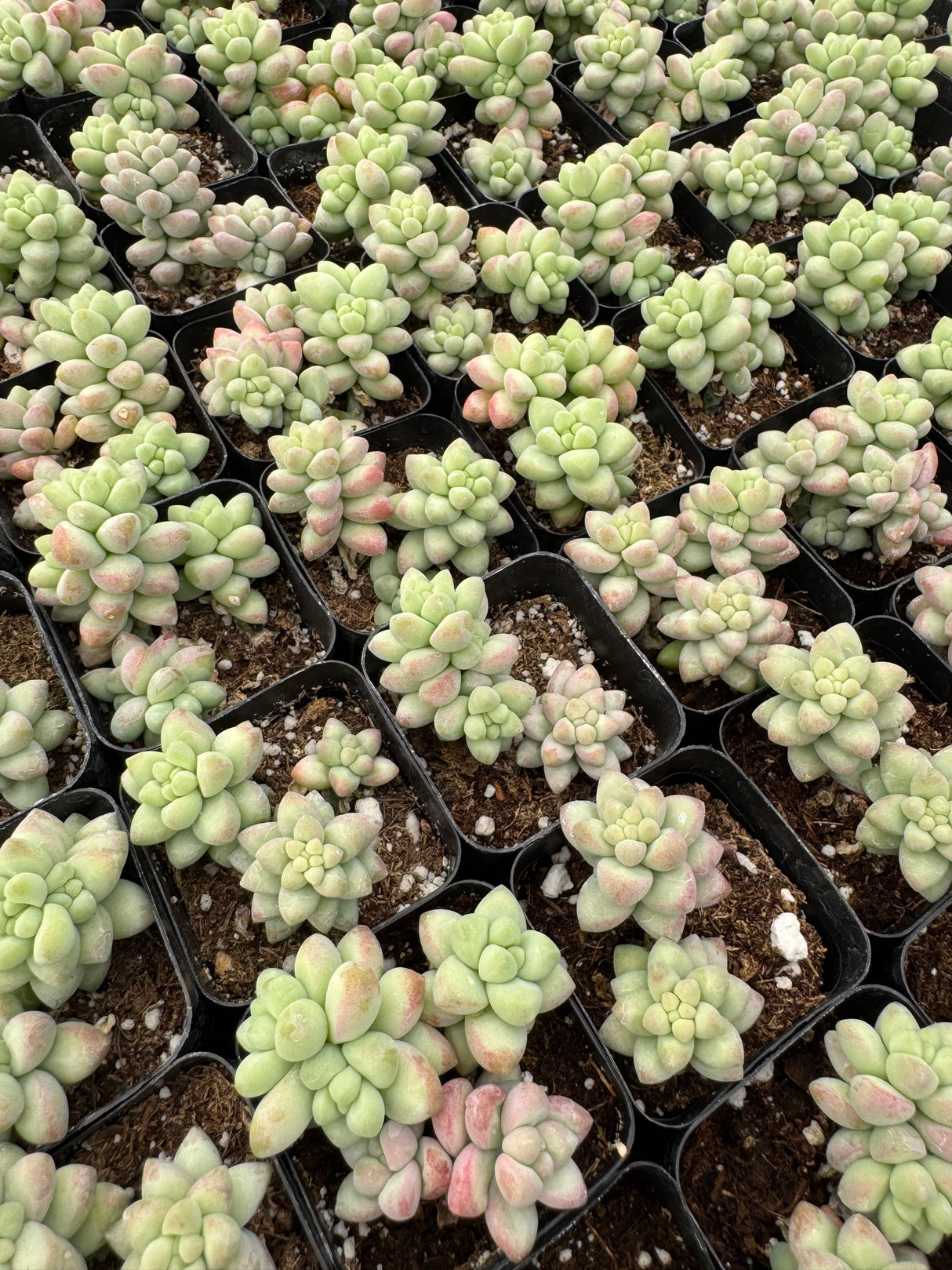 64-Pack 2” Sedum Burrito Moran - Donkey Tail Succulent