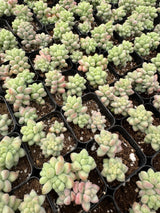 64-Pack 2” Sedum Burrito Moran - Donkey Tail Succulent