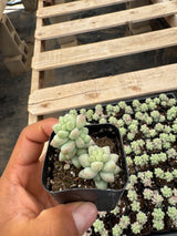 64-Pack 2” Sedum Burrito Moran - Donkey Tail Succulent