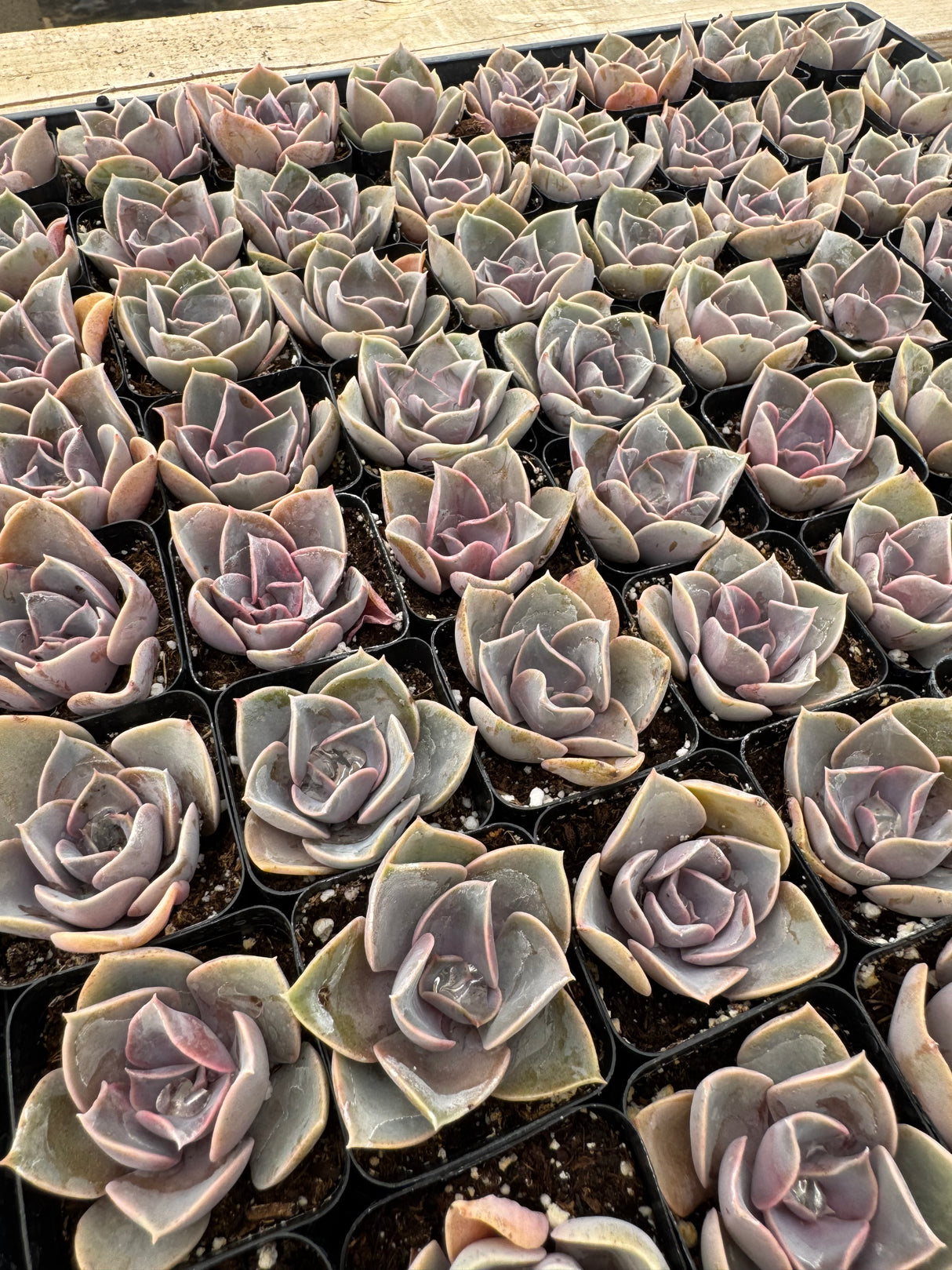 64-Pack 2” Perle von Nürnberg - Echeveria ‘Perle von Nürnberg’