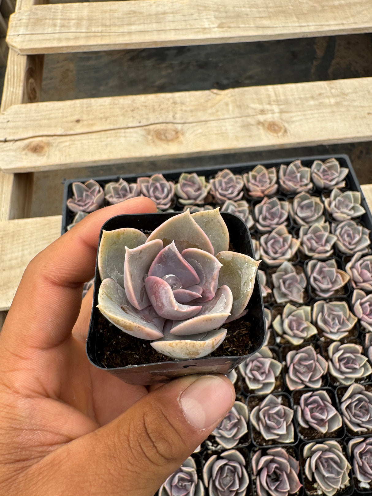 64-Pack 2” Perle von Nürnberg - Echeveria ‘Perle von Nürnberg’