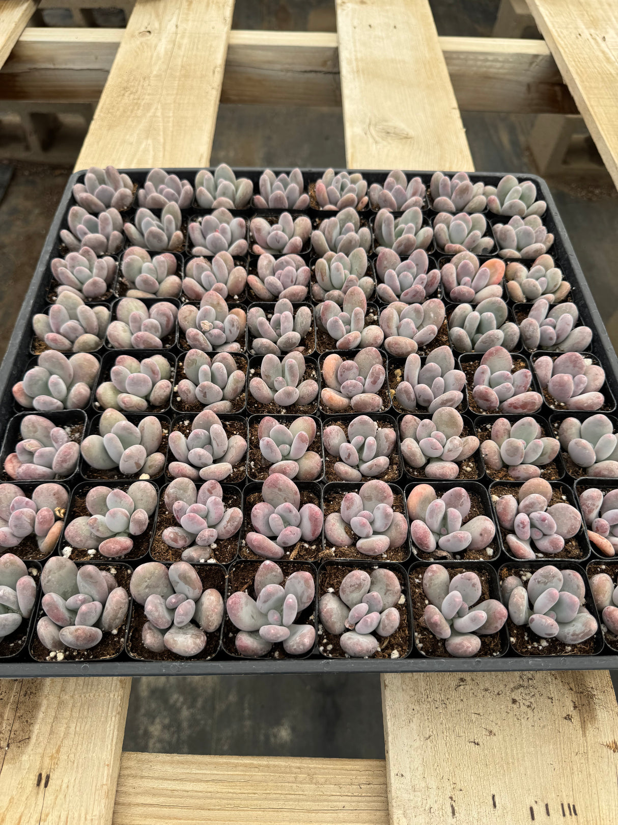 64-Pack 2” Pachyphytum bracteosum - Moonstone Succulent
