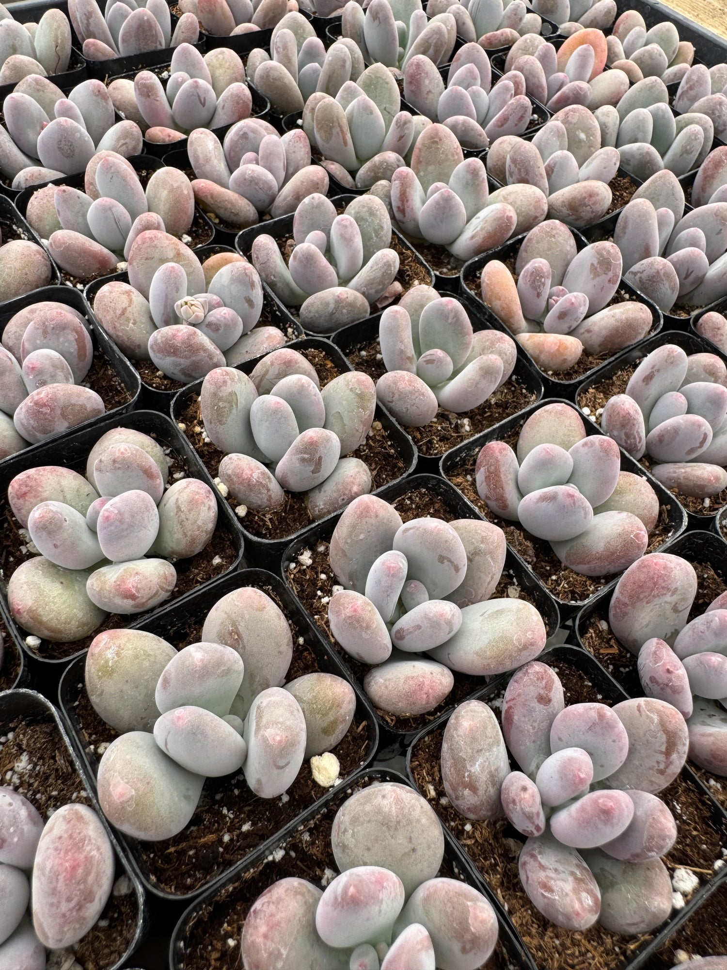 succulent moonstone plant 64-Pack 2” Pachyphytum bracteosum