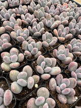 64-Pack 2” Pachyphytum bracteosum - Moonstone Succulent