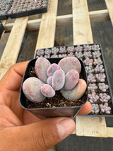 64-Pack 2” Pachyphytum bracteosum - Moonstone Succulent