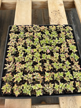 64-Pack 2” Crassula rupestris ‘High Voltage’ - Red Pagoda Succulent