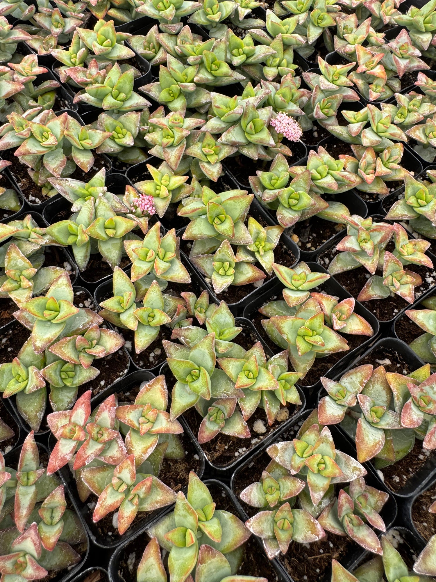 high voltage succulent 64-Pack 2” Crassula rupestris ‘High Voltage’