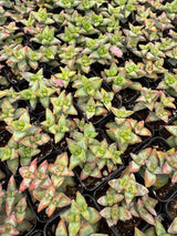 64-Pack 2” Crassula rupestris ‘High Voltage’ - Red Pagoda Succulent