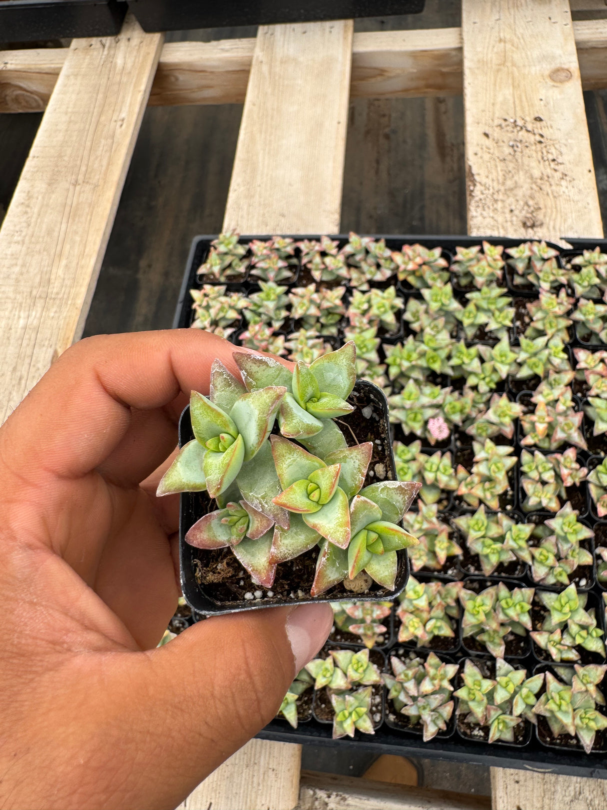 64-Pack 2” Crassula rupestris ‘High Voltage’ - Red Pagoda Succulent