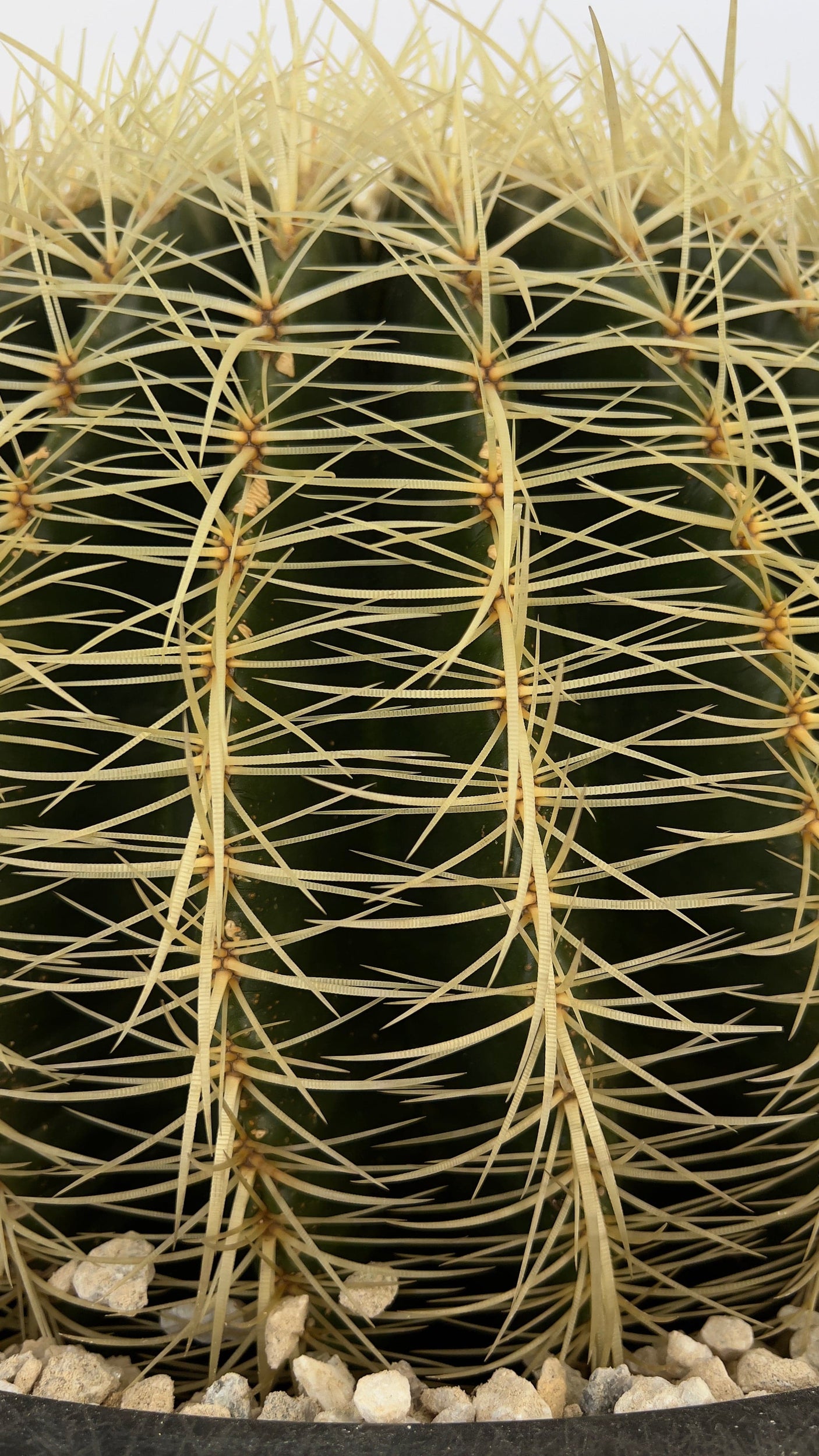 Golden Barrel Cactus - Echinocactus Grusonii