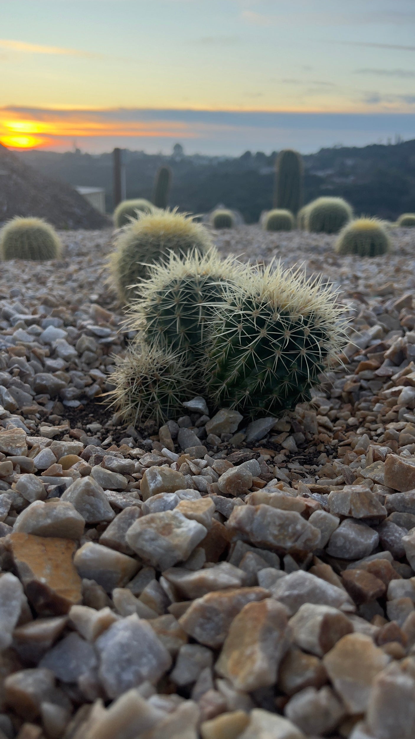 Golden Barrel Cactus (Echinocactus grusonii) | Cactus Warehouse | Exotic Cacti Collection & Quality Desert Plants