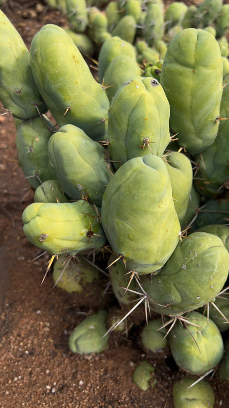 Penis Cactus (Short Form) Trichocereus Bridgesii Monstrose - Bundle and Save (13-25% Off)