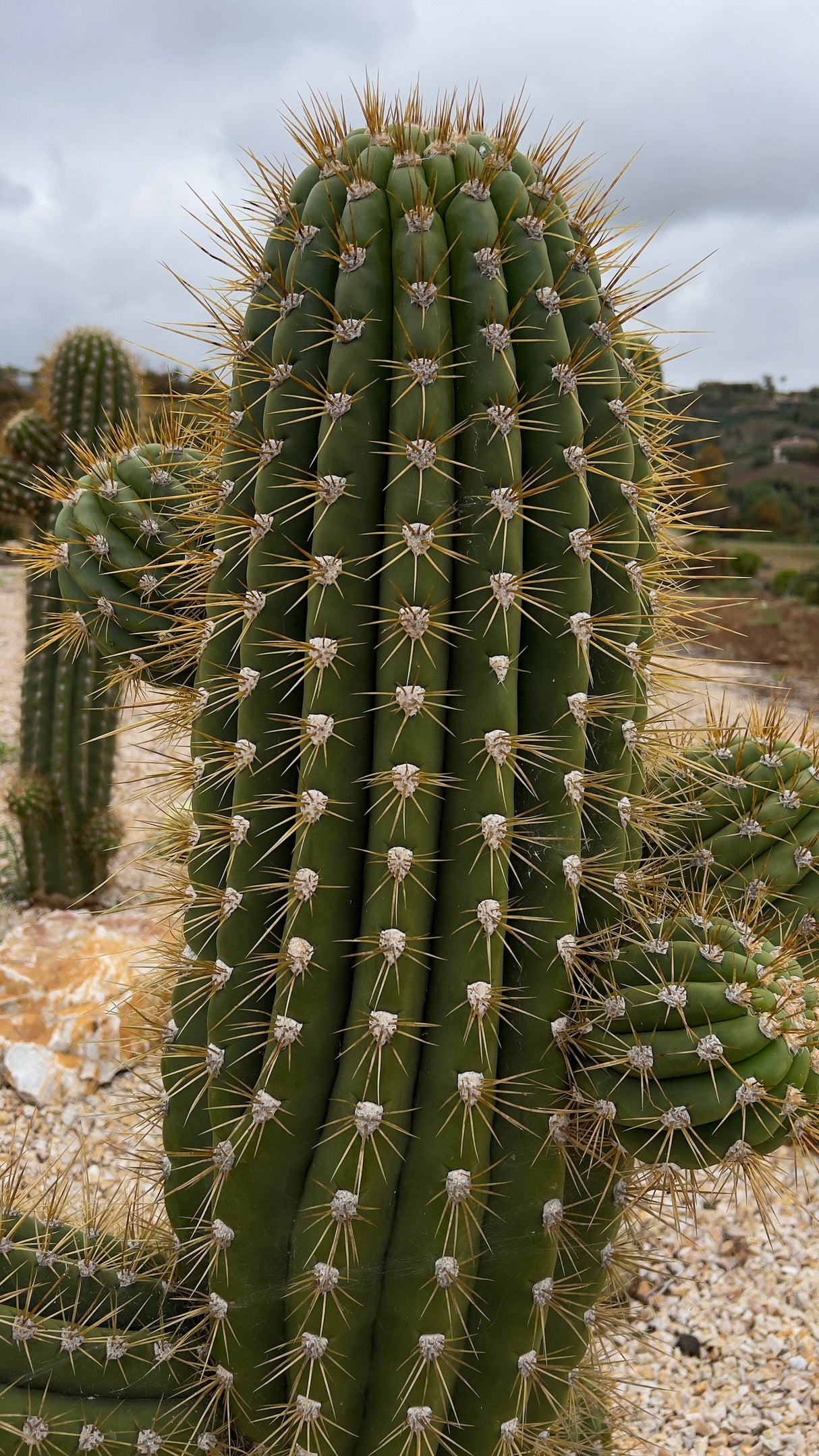 Luxury Desert Landscape Cactus Bundle