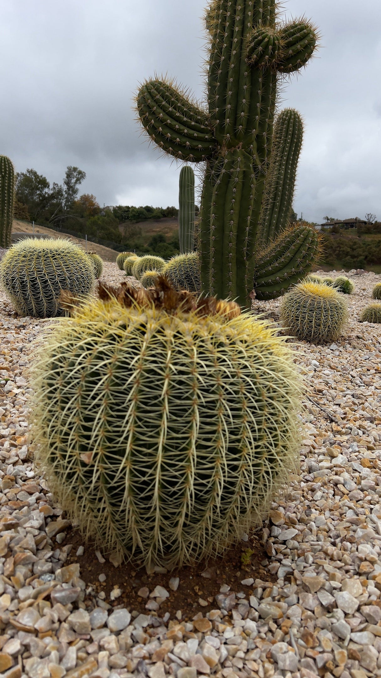 Luxury Desert Landscape Cactus Bundle