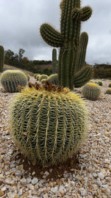 Luxury Desert Landscape Cactus Bundle