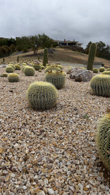 Luxury Desert Landscape Cactus Bundle