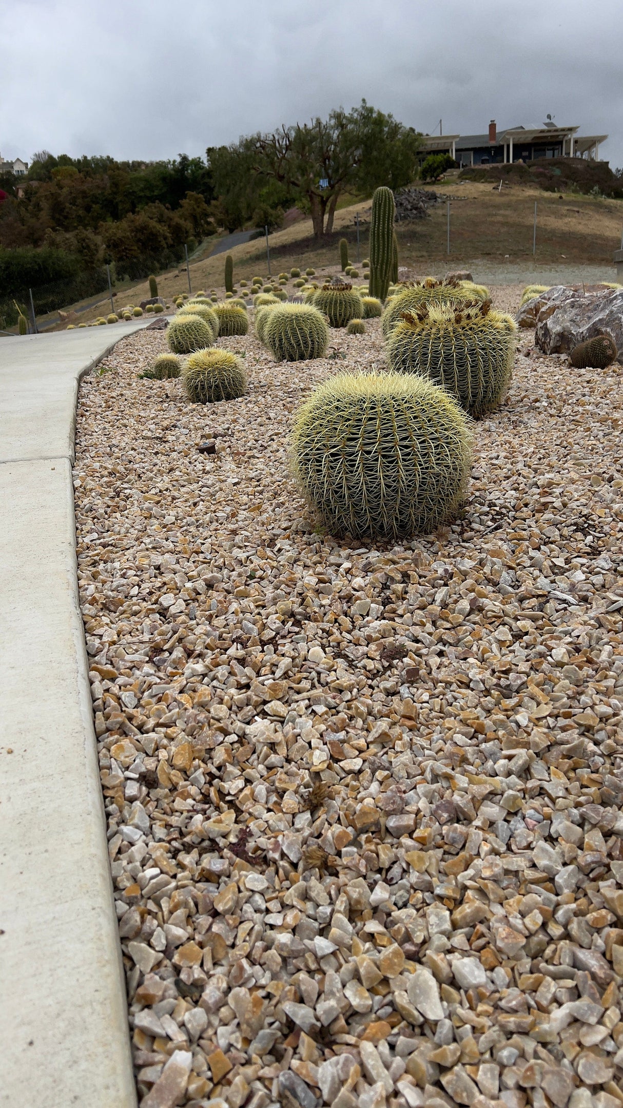 Luxury Desert Landscape Cactus Bundle