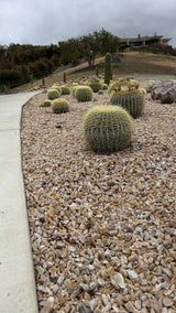 Luxury Desert Landscape Cactus Bundle