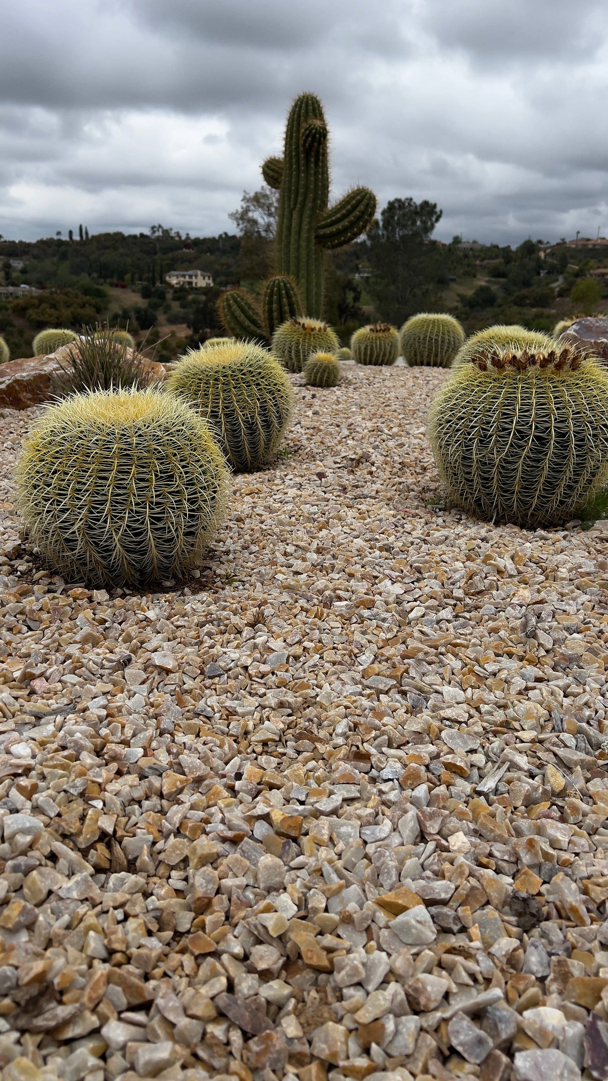 Luxury Desert Landscape Cactus Bundle