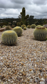 Luxury Desert Landscape Cactus Bundle