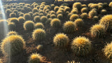 64-Pack 2” Golden Barrel Cactus - Echinocactus grusonii