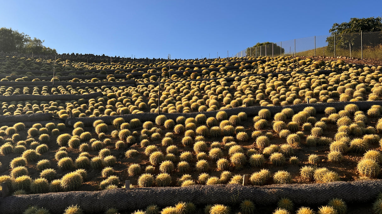 64-Pack 2” Golden Barrel Cactus - Echinocactus grusonii