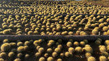 64-Pack 2” Golden Barrel Cactus - Echinocactus grusonii