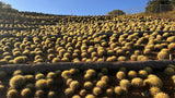 64-Pack 2” Golden Barrel Cactus - Echinocactus grusonii