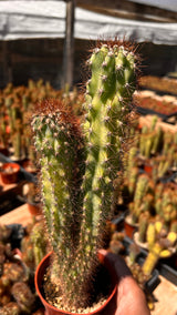 Cereus repandus f. monstrose  - (Monstrose Apple Cactus)
