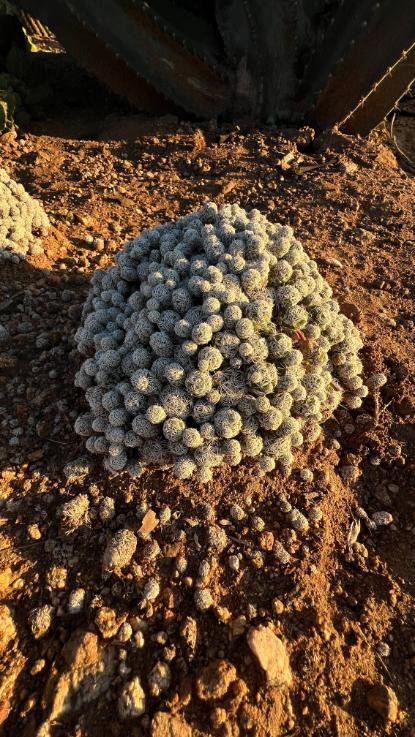 Mammillaria gracilis fragilis - (Thimble Cactus)